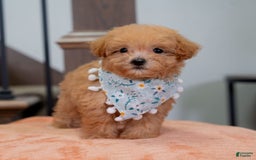 Maltipoo dogs for sale: Maltipoo 1 puppies - Image 1