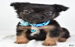 French Bulldog dogs for sale: Clifford - Image 1