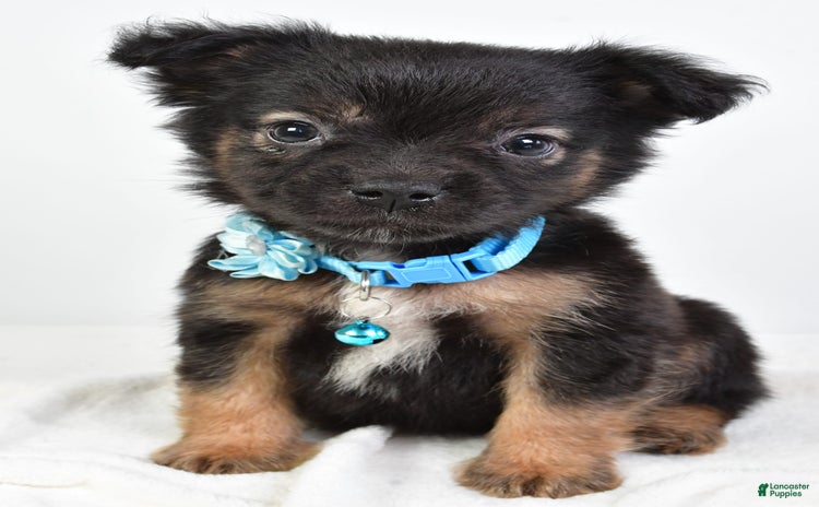French Bulldog dogs for sale - Ad 1
