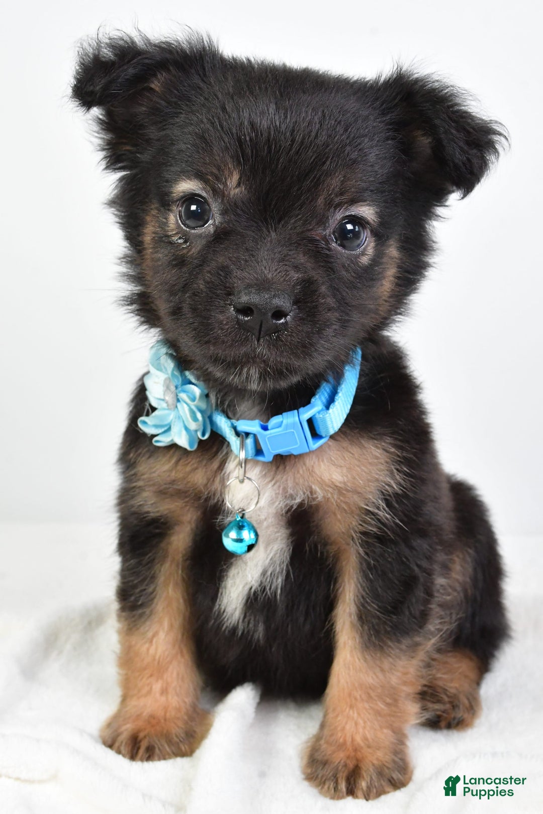 French Bulldog dogs for sale: Clifford - Image 1