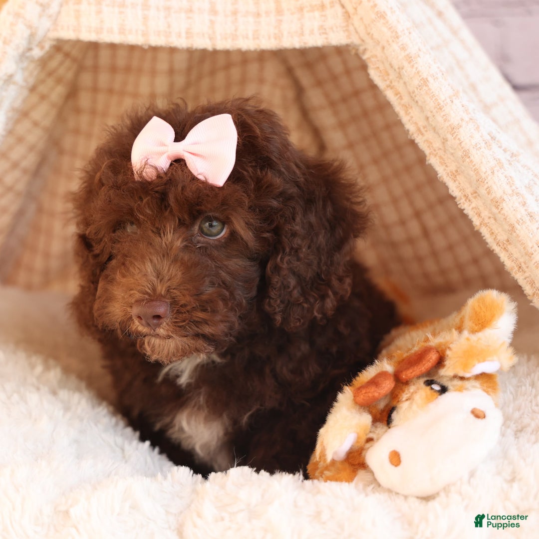 Cockapoo dogs for sale: Barb - Image 7