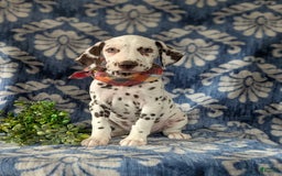 Dalmatian dogs for sale: Langley Liver - Image 4