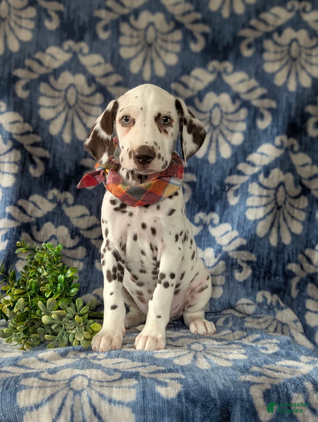 Dalmatian dogs for sale: Langley Liver - Image 4