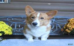 Welsh Corgi Pembroke dogs for sale: Tiffany - Image 7