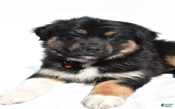 Miniature Australian Shepherd dogs for sale: Ida - Image 3