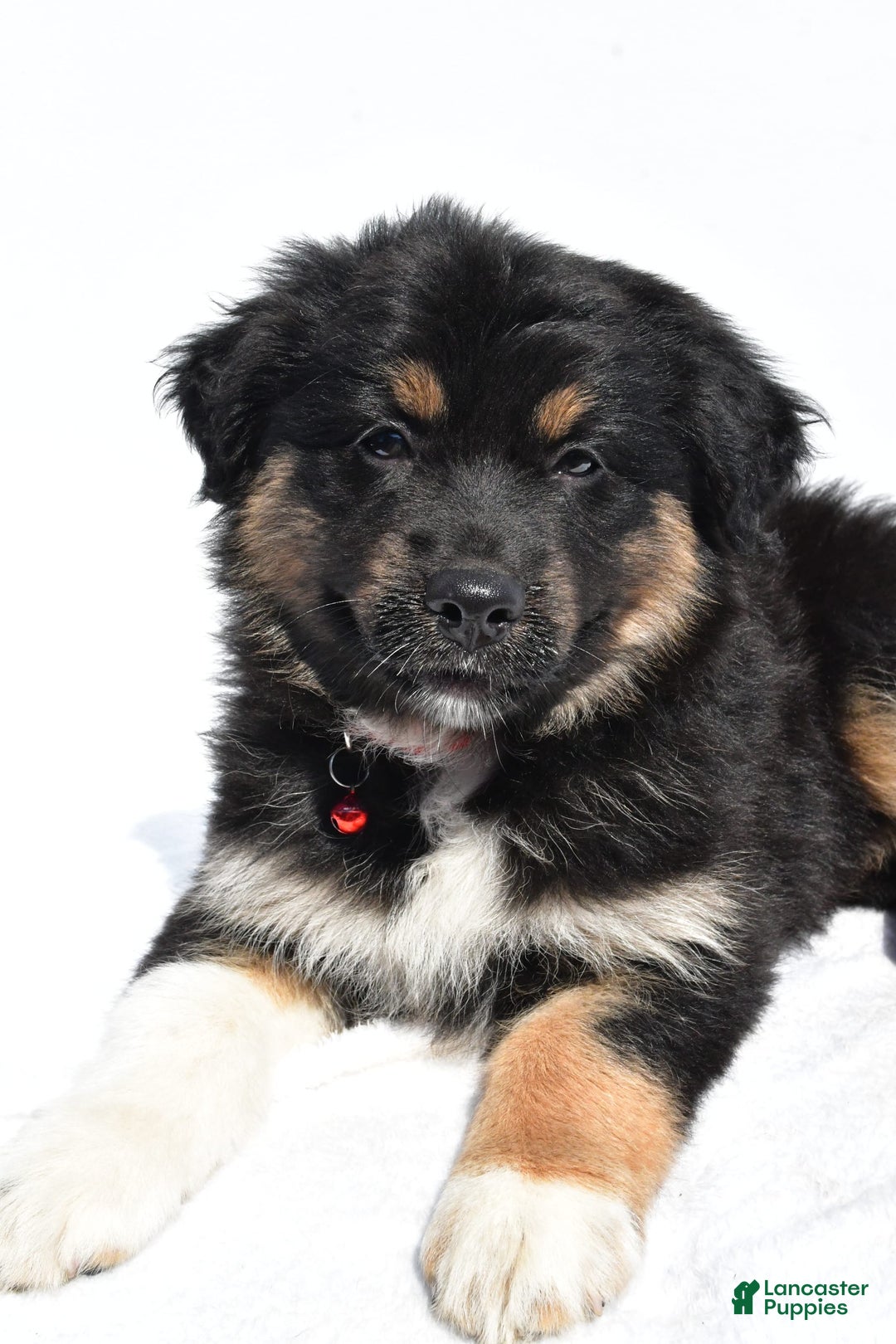 Miniature Australian Shepherd dogs for sale: Ida - Image 3