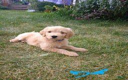Goldendoodle dogs for sale: Dark Blue - Image 1