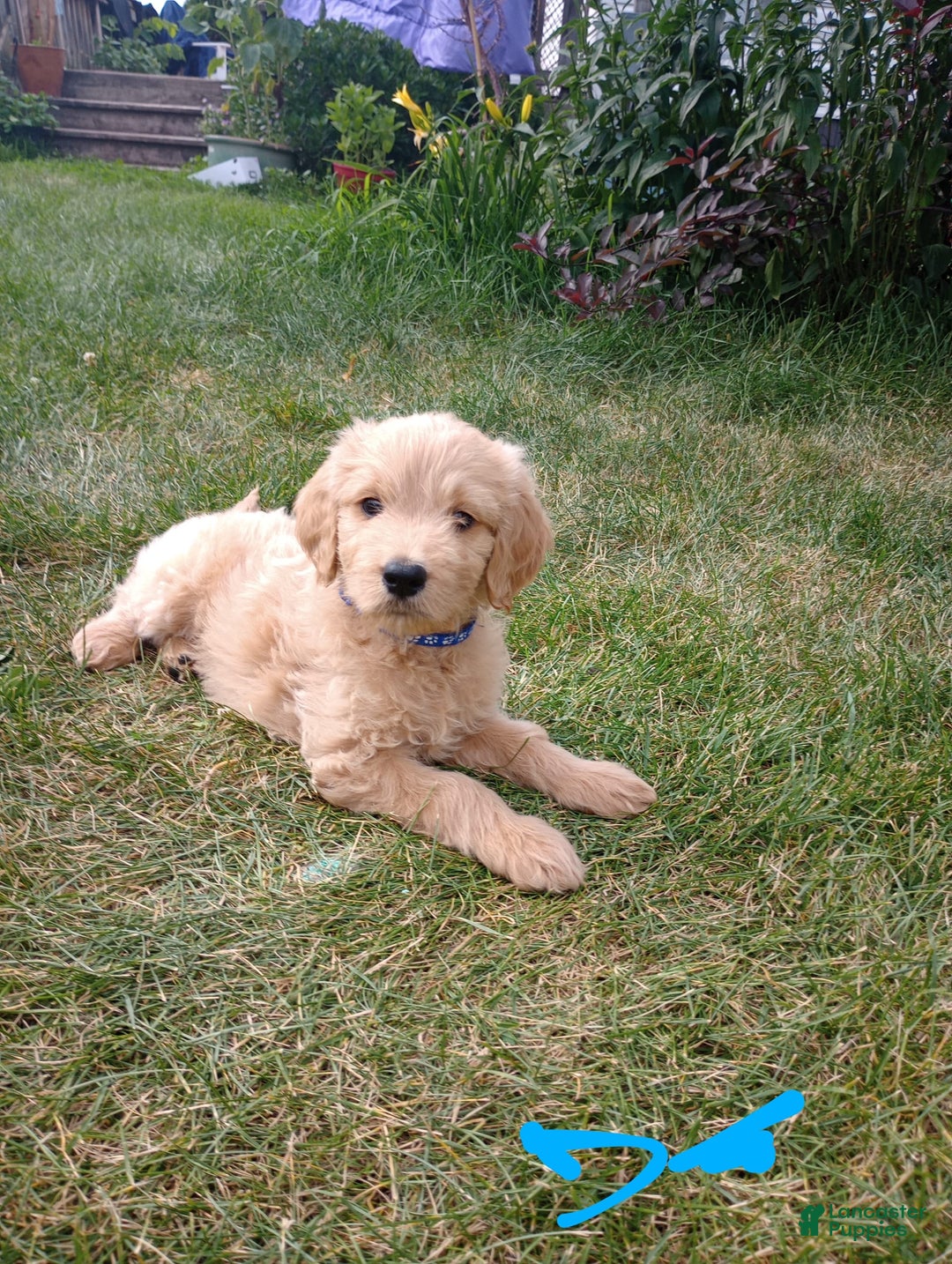 Goldendoodle dogs for sale: Dark Blue - Image 1