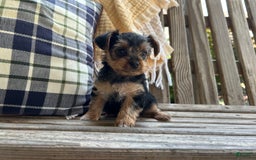 Yorkshire Terrier dogs for sale: Rey - Image 4