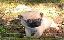 Pug dogs for sale: Davy - Image 3