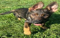 German Shepherd dogs for sale: Luna N Bella - Image 10