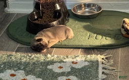 French Bulldog dogs for sale: Female 4 - Image 1
