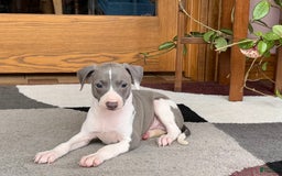 Italian Greyhound dogs for sale: Lenny - Image 7
