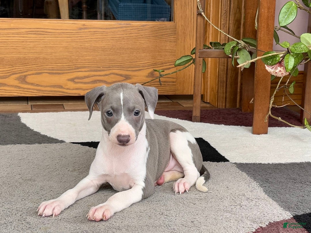 Italian Greyhound dogs for sale: Lenny - Image 7
