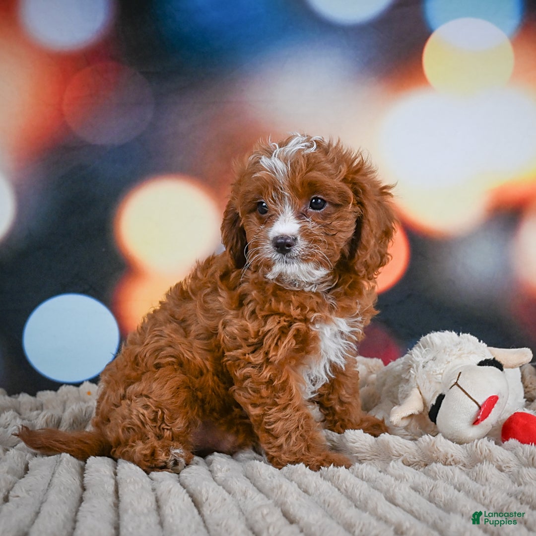 Cavapoo dogs for sale: Hank - Image 9