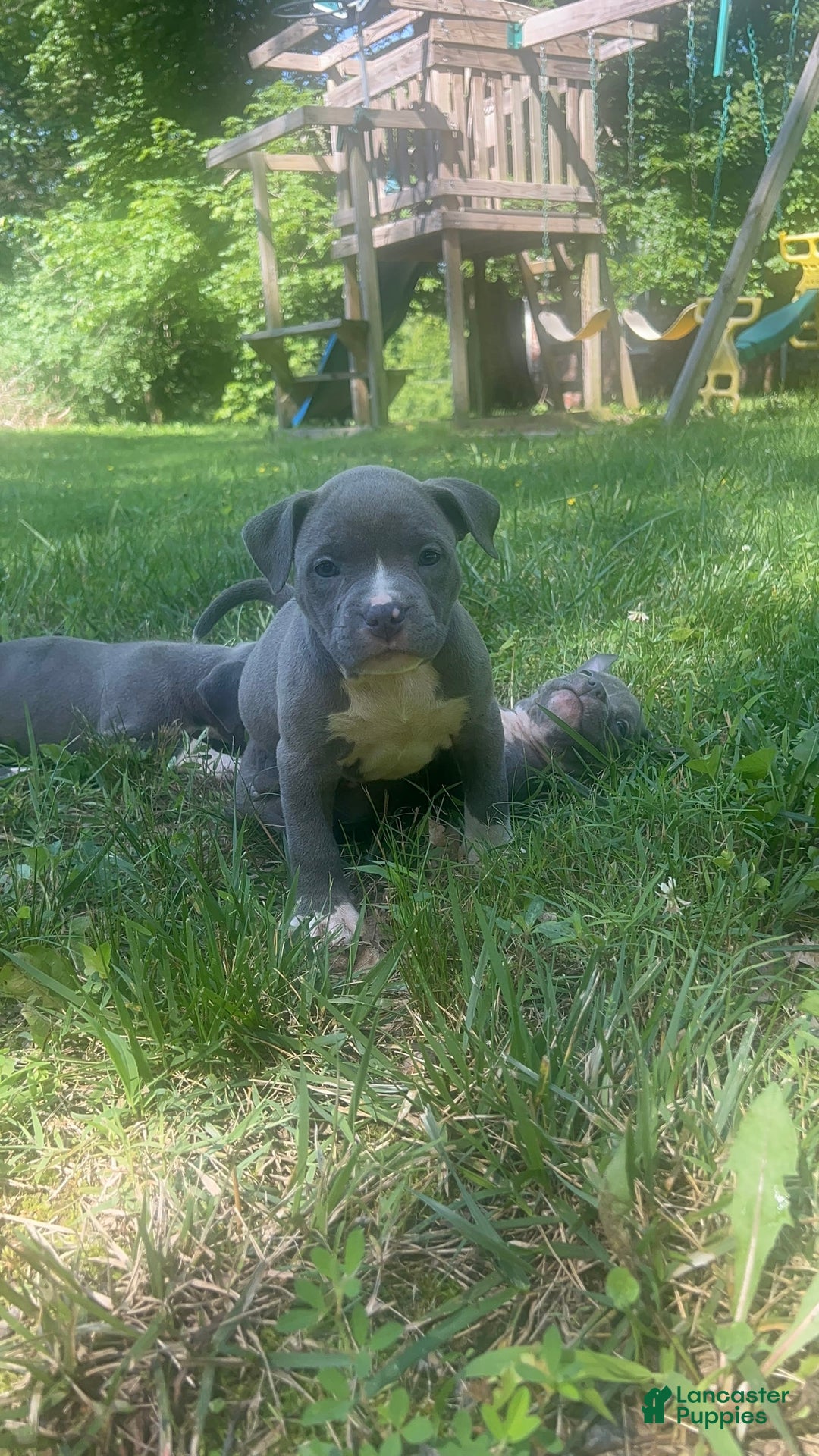 American Bully dogs for sale: Queen - Image 5