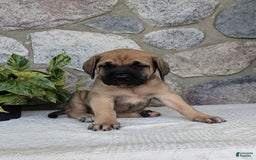 English Mastiff dogs for sale: Bear - Image 9