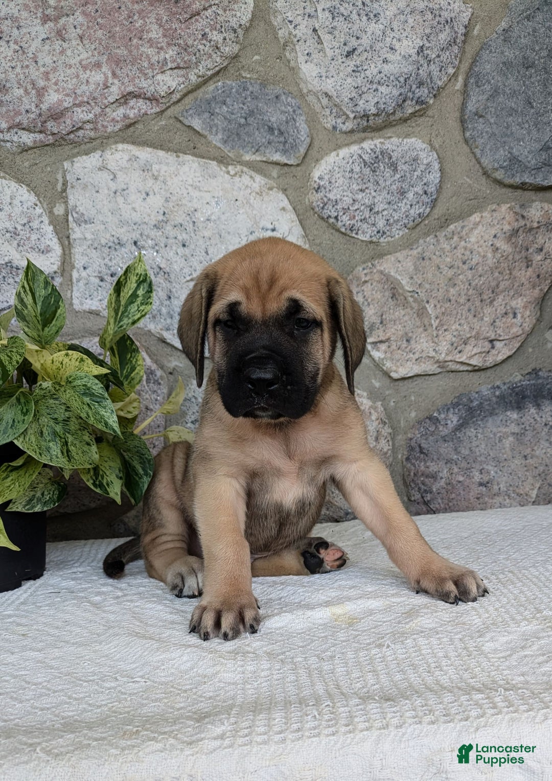English Mastiff dogs for sale: Bear - Image 9
