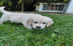 Golden Retriever dogs for sale: Pepper - Image 18