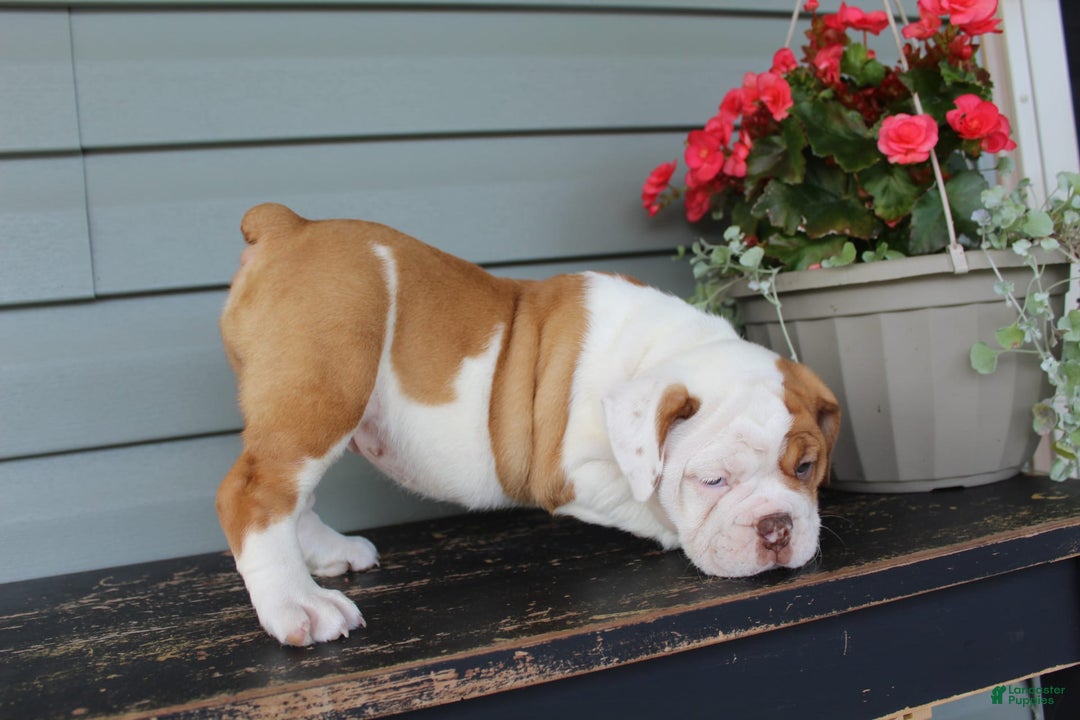 English Bulldog dogs for sale: Ruby - Image 9