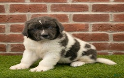 Newfoundland dogs for sale: Buster - Image 2