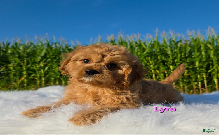 Cavapoo dogs for sale - Ad 4