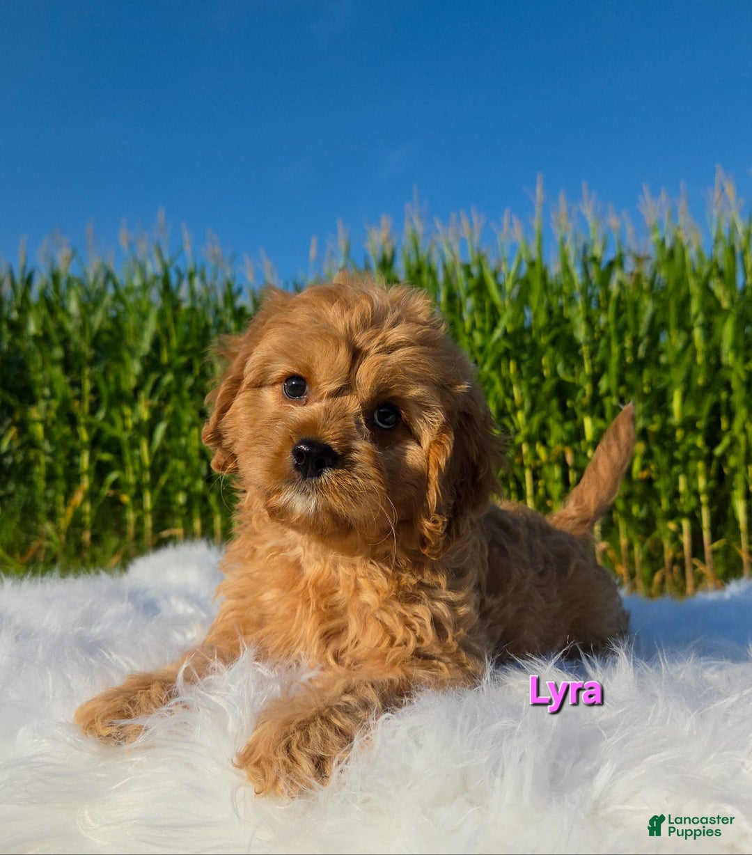 Cavapoo dogs for sale: Lyra - Image 1