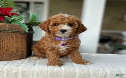 Mini Goldendoodle dogs for sale: Molly - Image 2