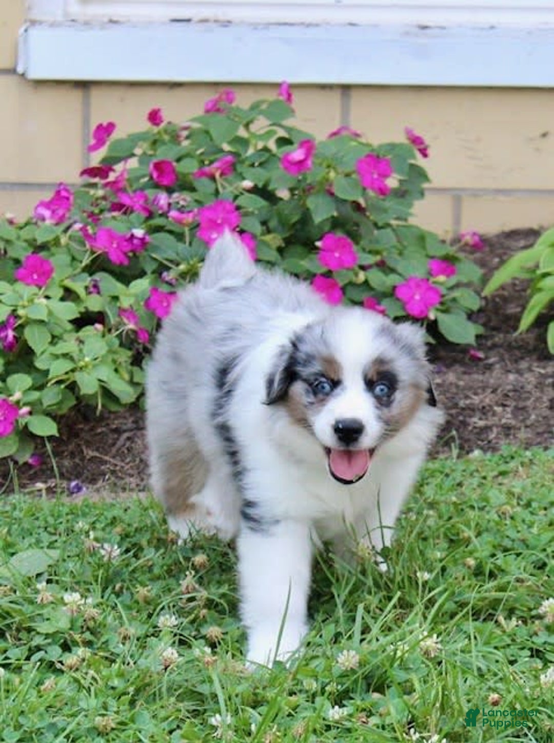 Miniature Australian Shepherd dogs for sale: Marley - Image 4