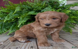 Goldendoodle dogs for sale: Cash - Image 3