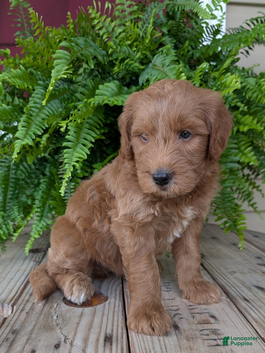 Goldendoodle dogs for sale: Cash - Image 3