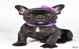 French Bulldog dogs for sale: Angel - Image 4