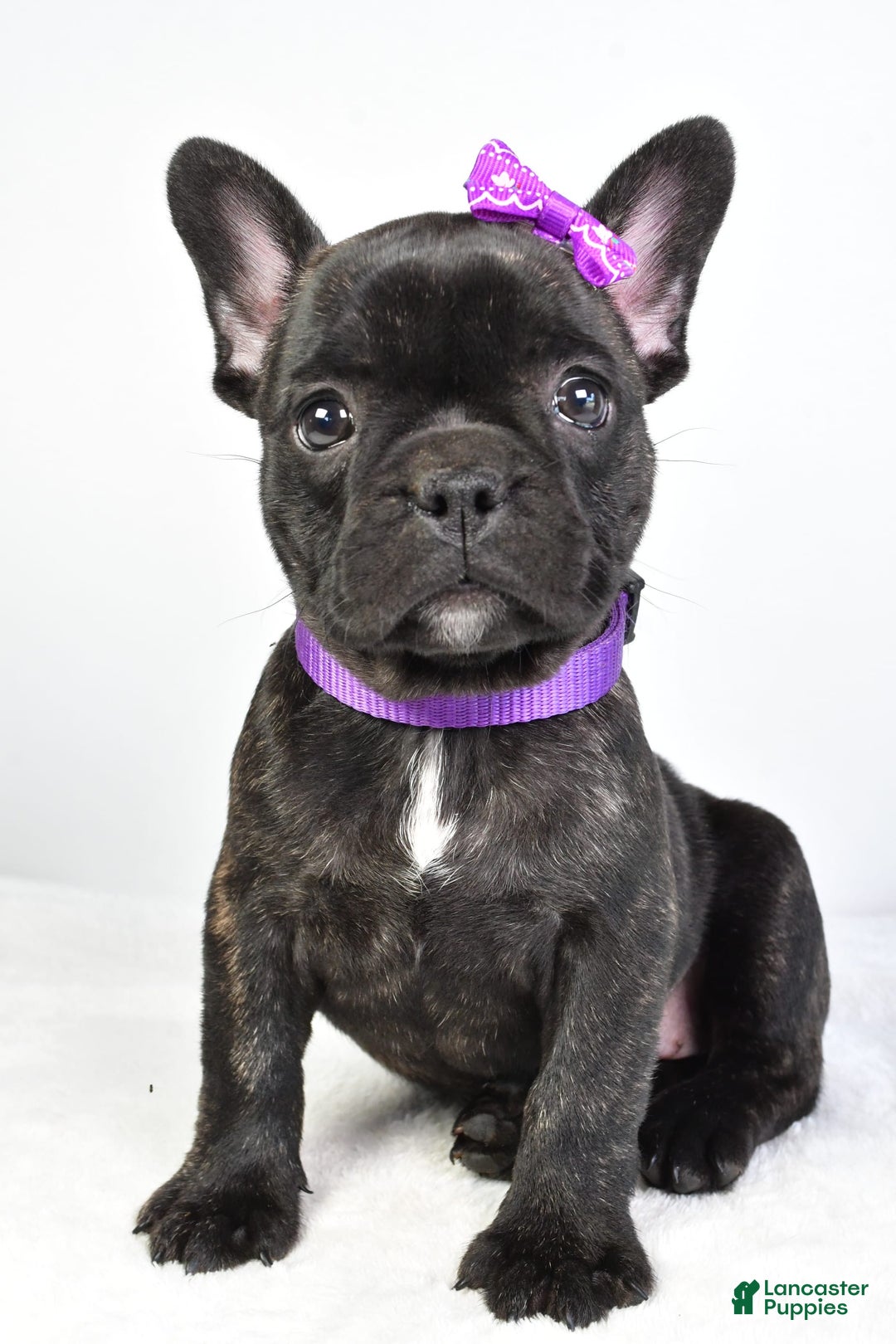French Bulldog dogs for sale: Angel - Image 4