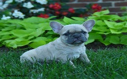 French Bulldog dogs for sale: Fanny - Image 3