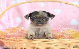 Pug dogs for sale: Amber - Image 5