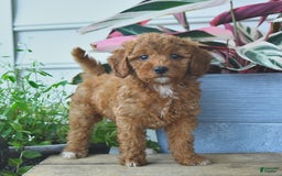 Mini Goldendoodle dogs for sale: Penny - Image 1