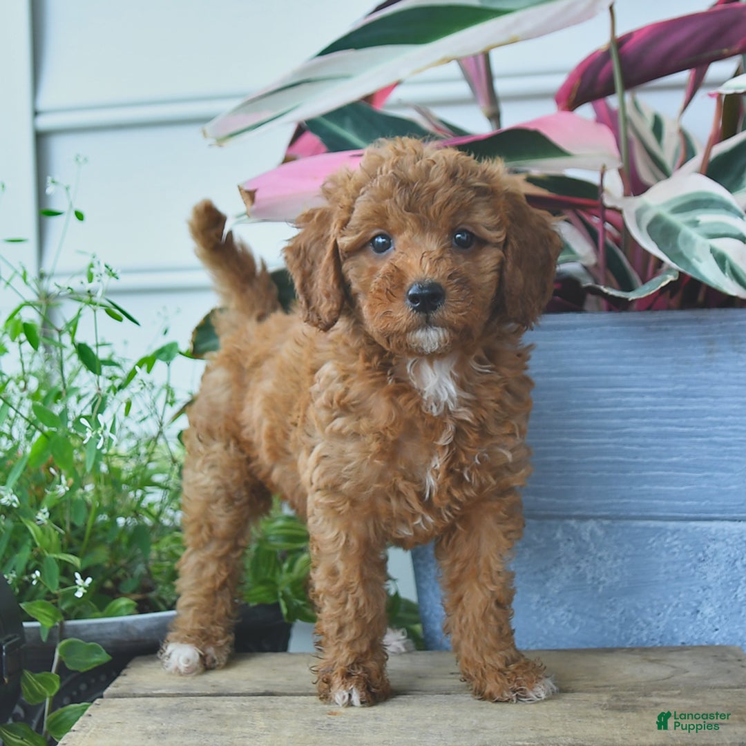 Mini Goldendoodle dogs for sale: Penny - Image 1