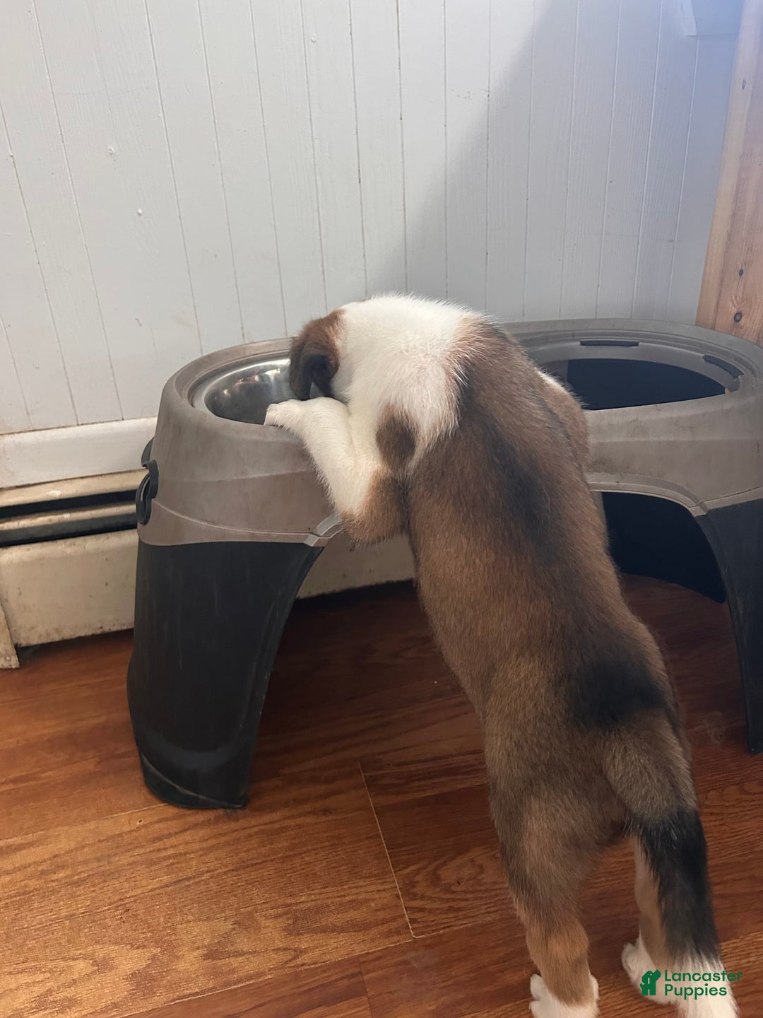 Australian Cattle Dog dogs for sale: Sparks - Image 2