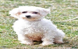 Bichpoo dogs for sale: Alisha - Image 7