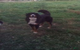 Bernedoodle dogs for sale: Kyla - Image 11