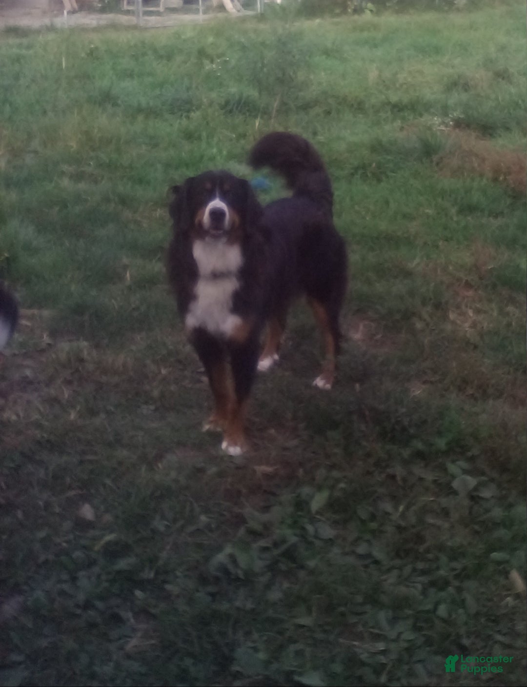 Bernedoodle dogs for sale: Kyla - Image 11