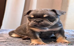 English Bulldog dogs for sale: Dreka - Image 3