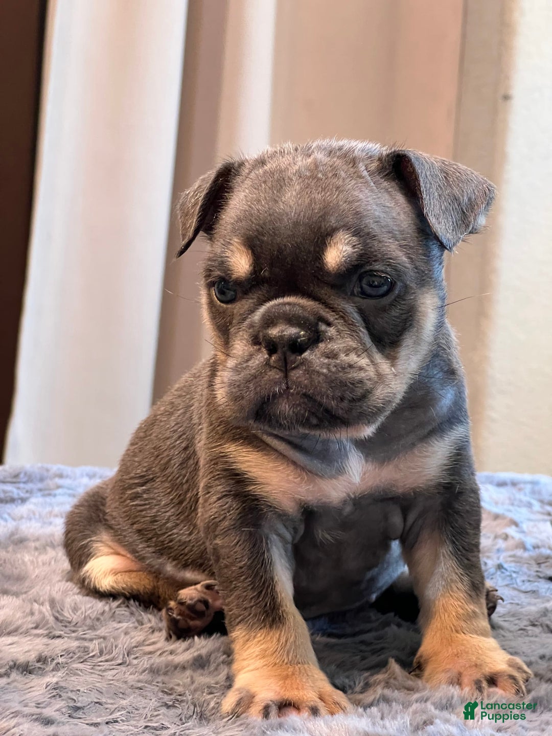 English Bulldog dogs for sale: Dreka - Image 3