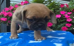Puggle dogs for sale: Eddy - Image 4
