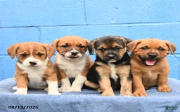 Australian Cattle Dog dogs for sale: Bossy Boy - Image 3