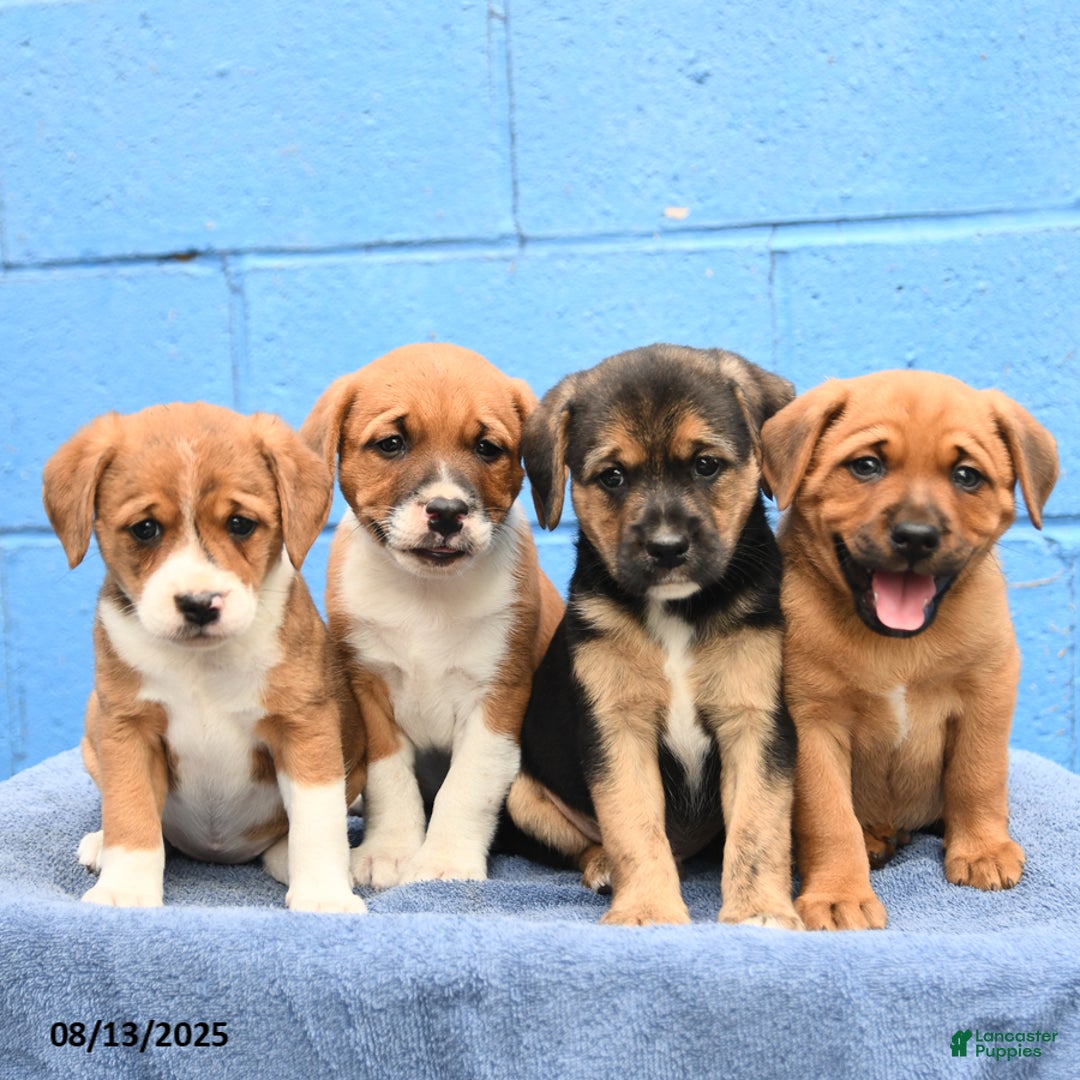 Australian Cattle Dog dogs for sale: Bossy Boy - Image 3