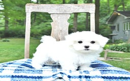 Maltese dogs for sale: Kai - Image 13