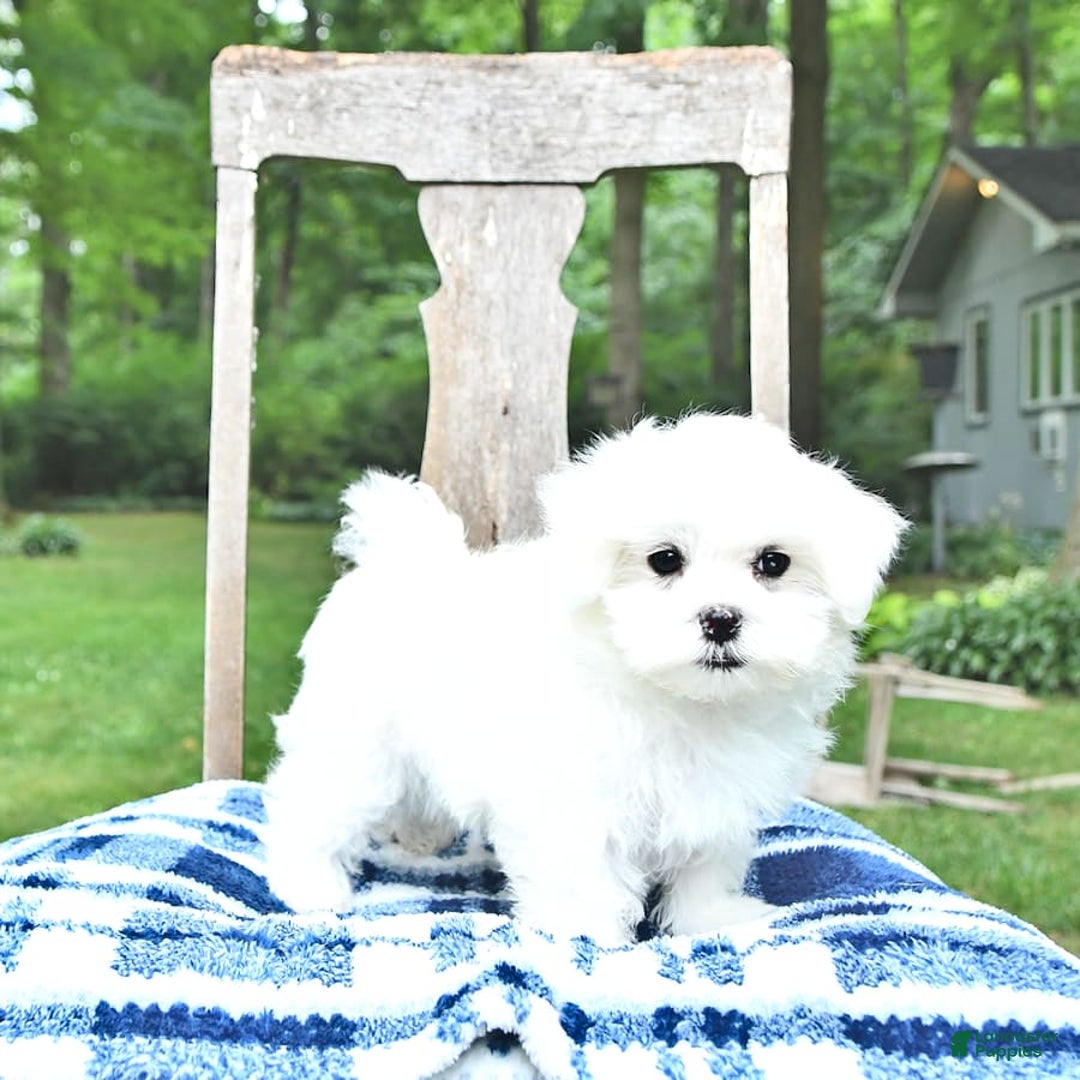 Maltese dogs for sale: Kai - Image 13