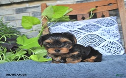 Yorkshire Terrier dogs for sale: Quinn - Image 5