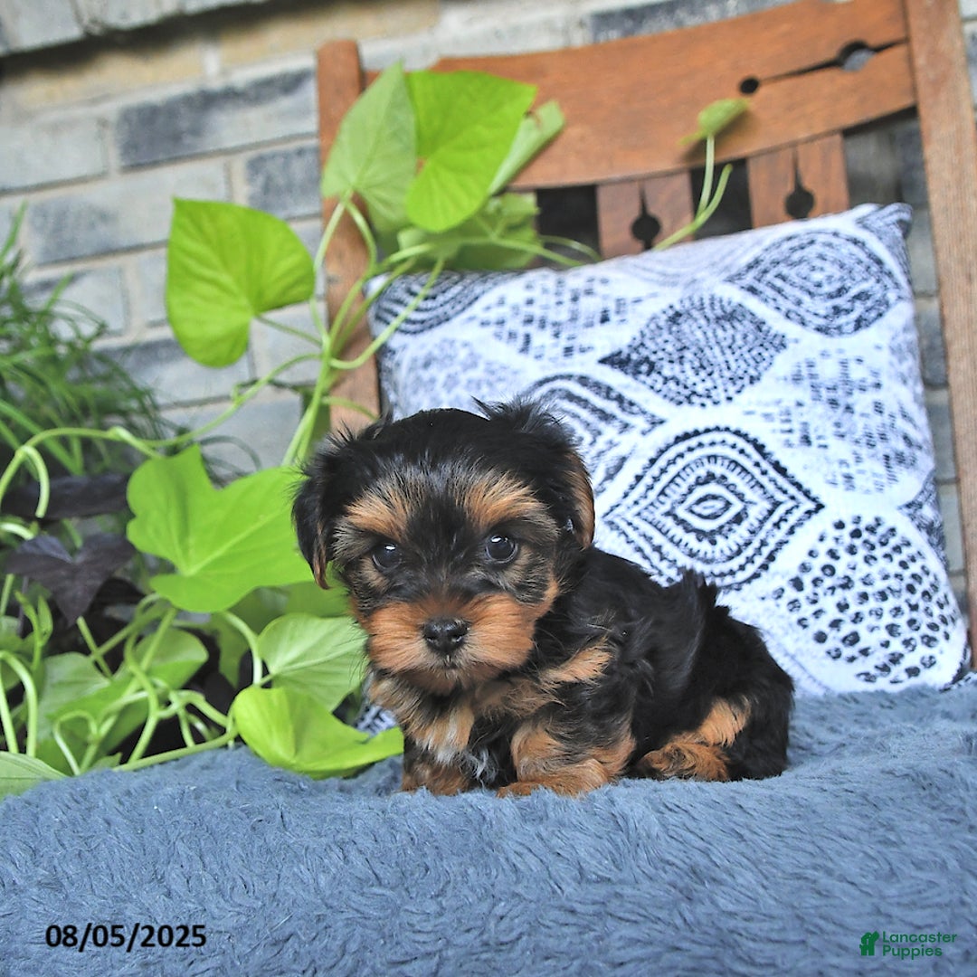 Yorkshire Terrier dogs for sale: Quinn - Image 5